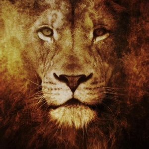 Meet your Posher, Levi