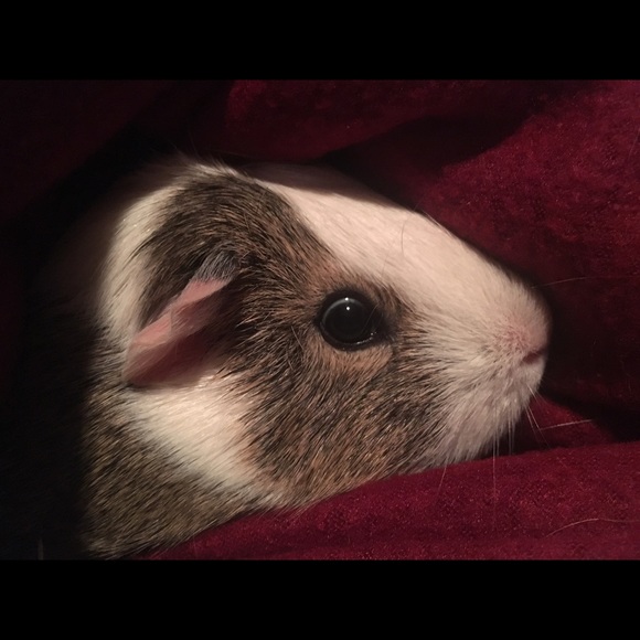 Meet your Posher, Tiffany - Picture 1 of 1