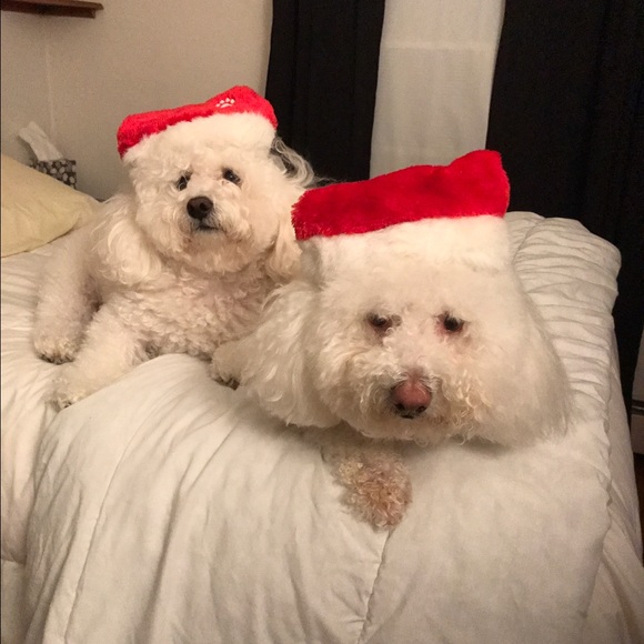 Meet your Posher, Bea - Picture 4 of 4