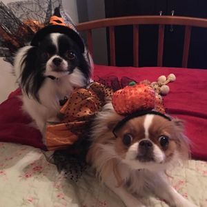 Meet your Posher, Linda