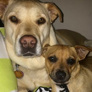 Meet your Posher, Tyler