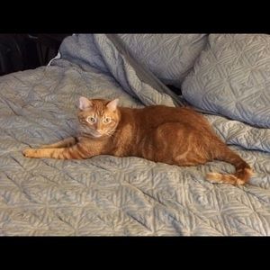 Meet your Posher, Alissa