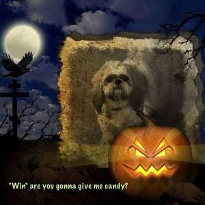 Meet your Posher, Nancy