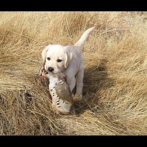 Meet your Posher, Joe