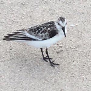 Meet your Posher, Anne