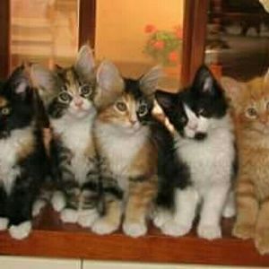 Meet your Posher, Jodi