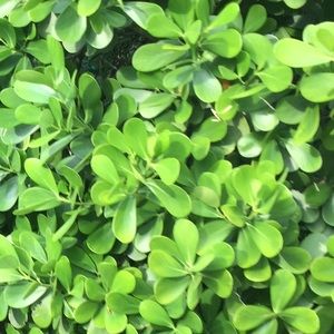 Meet your Posher, Alina