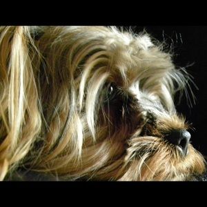 Meet your Posher, Donna