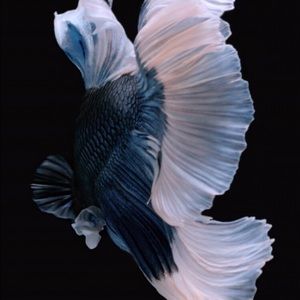 Meet your Posher, Nayeli