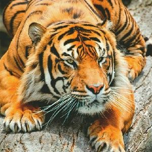 Meet your Posher, Marlon