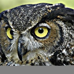 Meet your Posher, Silvia