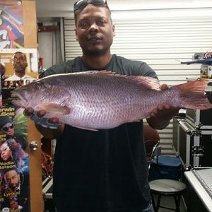 Meet your Posher, Willis