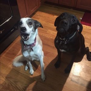 Meet your Posher, Diana