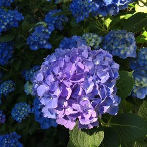 Meet your Posher, Susanne