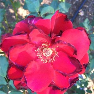 Meet your Posher, Denise