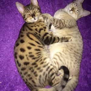 Meet your Posher, Briana