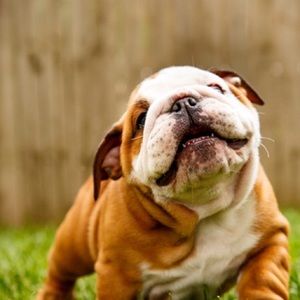 Meet your Posher, Robin