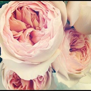 Meet your Posher, Heba