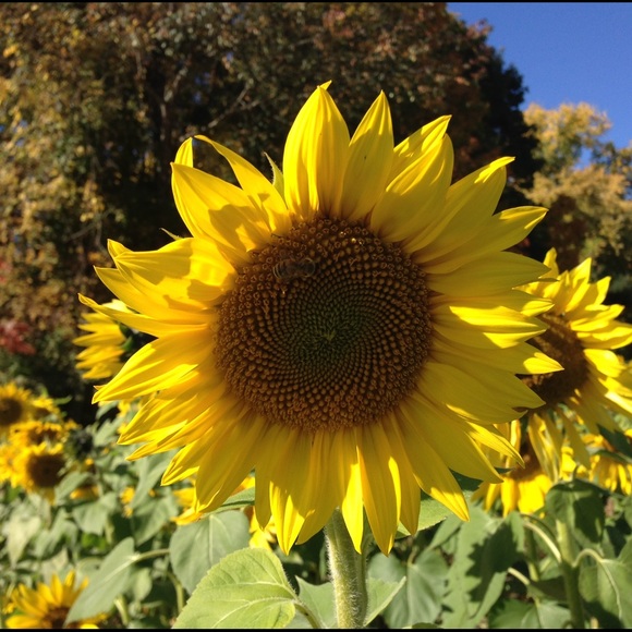 Meet your Posher, Lorena - Picture 1 of 1