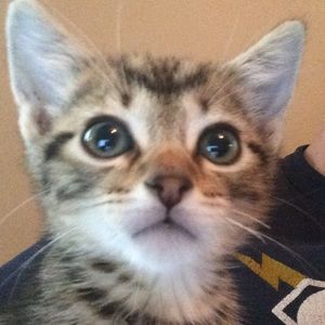 Meet your Posher, Amber