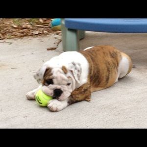 Meet your Posher, Daneh