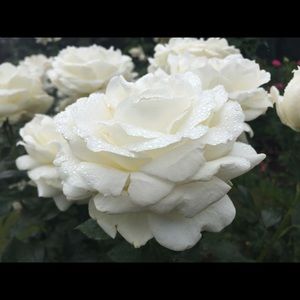 Meet your Posher, Nanci