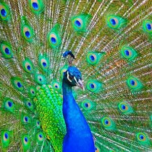 Meet your Posher, Austin