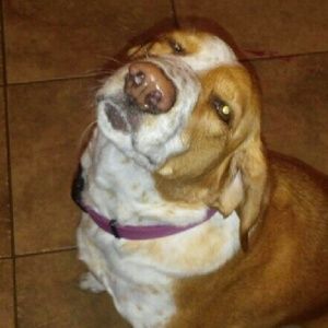 Meet your Posher, Angel