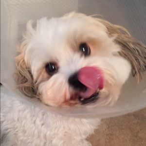 Meet your Posher, Tara