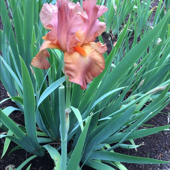 Meet your Posher, D - Picture 1 of 1