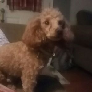 Meet your Posher, Tammy