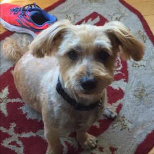 Meet your Posher, Bridget