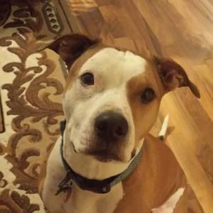 Meet your Posher, Chase