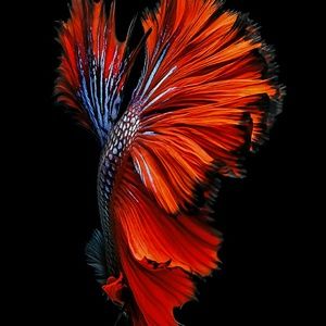 Meet your Posher, Leonarf