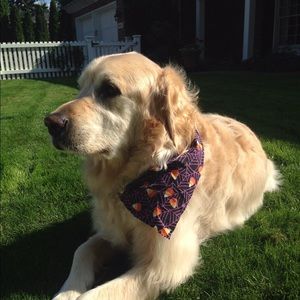 Meet your Posher, Teddy