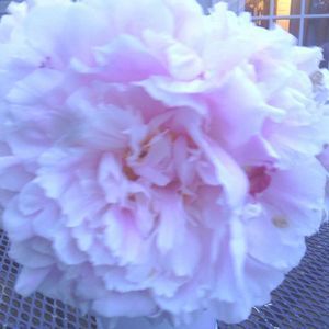 Meet your Posher, Kelli