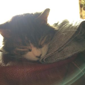 Meet your Posher, Daitoro