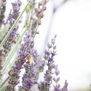 Meet your Posher, Tami