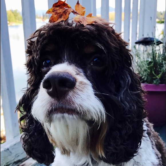 🍃 One of a kind ~ November Leaf Hat 🍃  🐶