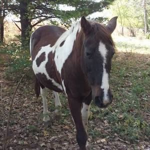 Meet your Posher, Linda