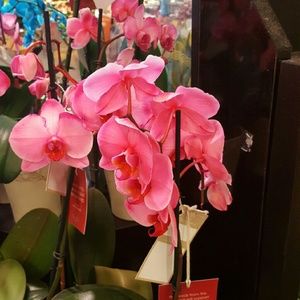 Meet your Posher, Chelsea