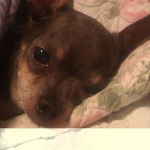 Meet your Posher, Marcia