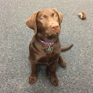 Meet your Posher, Chase