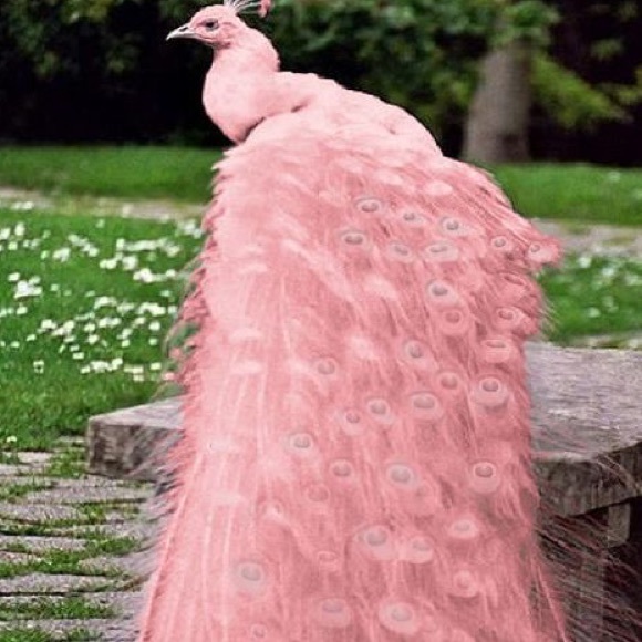 Meet your Posher, Fabiola - Picture 1 of 1