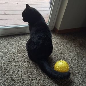 Meet your Posher, Han