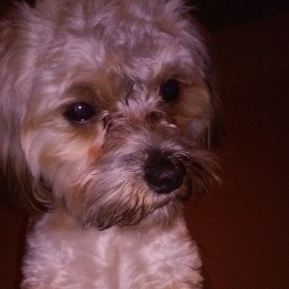 Meet your Posher, Tiffany