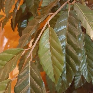 Meet your Posher, Roderick