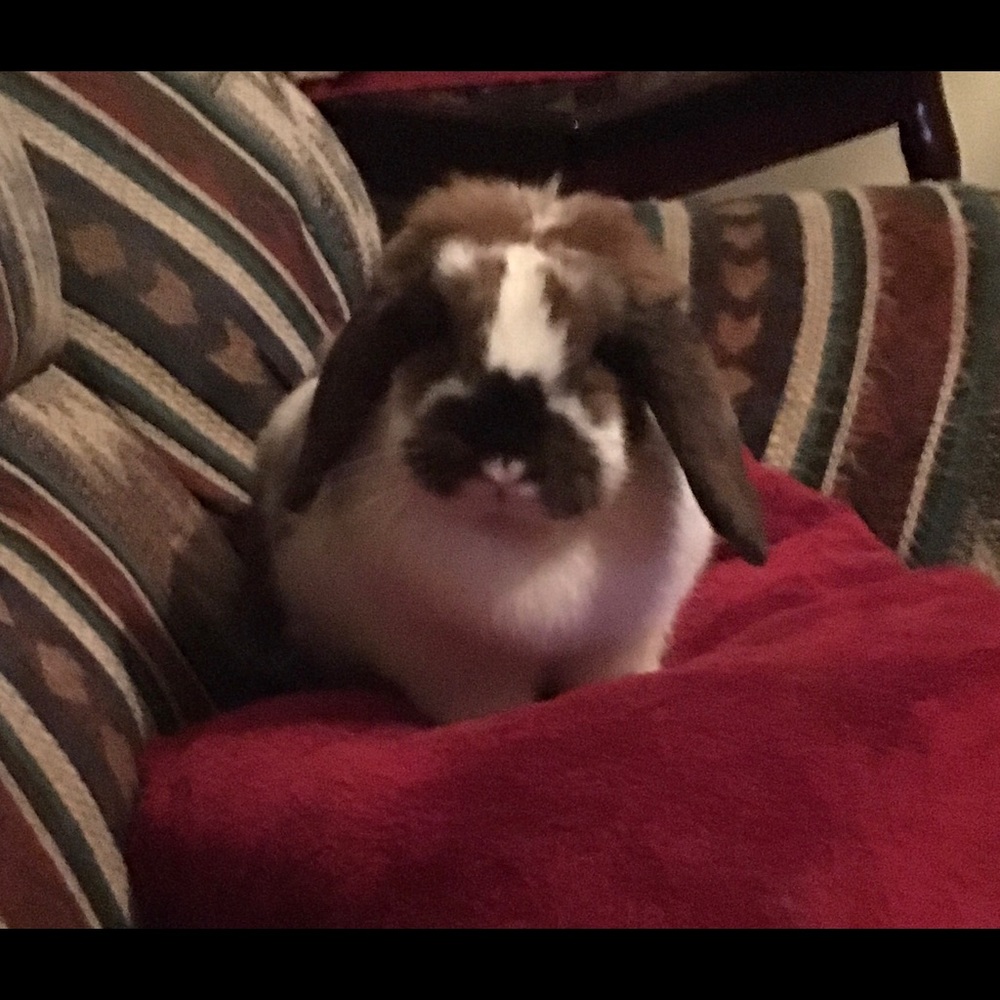 Meet your Posher, Dawn