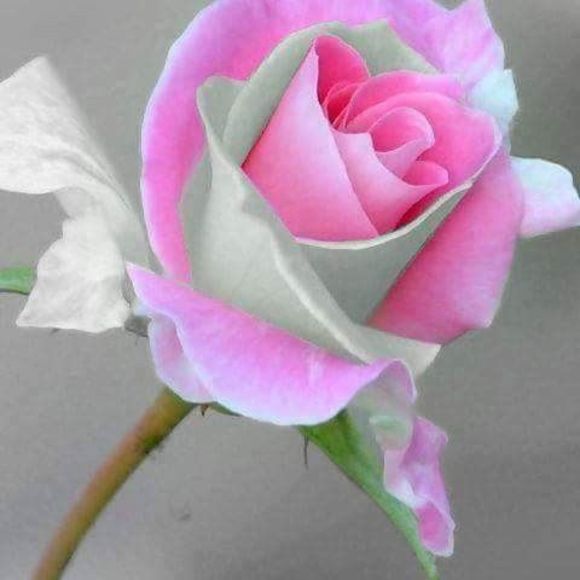 Meet your Posher, Rosa - Picture 1 of 1