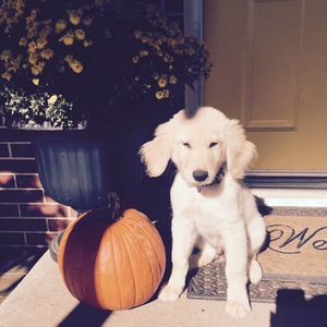 Meet your Posher, Chad tessa